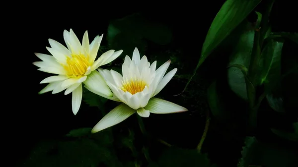 Vit Lotusblomma Med Gröna Blad Och Svart Bakgrund — Stockfoto