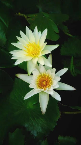 Λευκό Λωτό Πράσινα Φύλλα Και Μαύρο Φόντο — Φωτογραφία Αρχείου