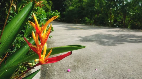 Kuning Dan Merah Bunga Sisi Jalan — Stok Foto