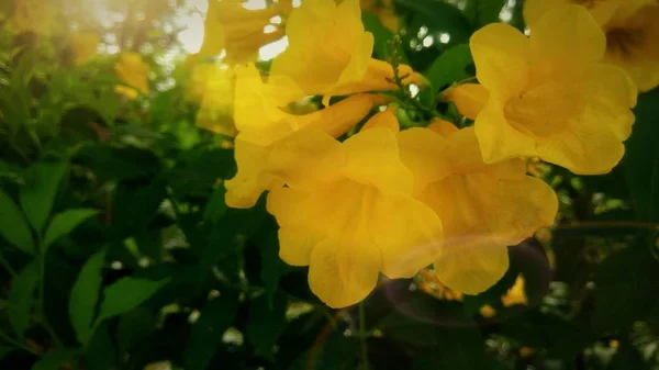 Солнечный Свет Желтых Цветах Саду — стоковое фото