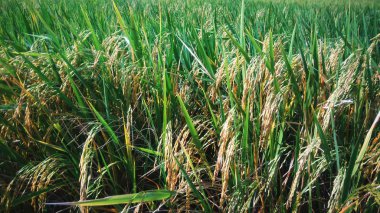 Sarı pirinç alanında yeşil yaprakları ile