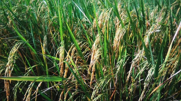 Riso Giallo Con Foglie Verdi Nel Campo — Foto Stock