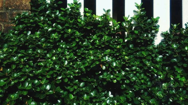 Grünes Blatt Mit Weißem Zaun Hintergrund — Stockfoto