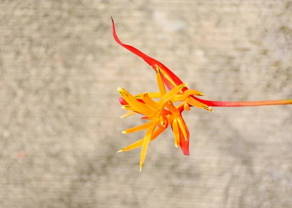 Gula Och Röda Blommor Konkreta Bakgrunden — Stockfoto