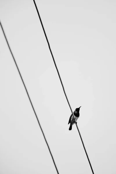 Птах Дротах Чорно Білий — стокове фото