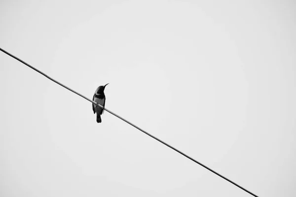 一只鸟在电线上黑白相间 — 图库照片