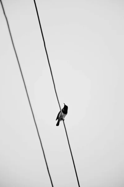 Oiseau Sur Les Fils Noir Blanc — Photo