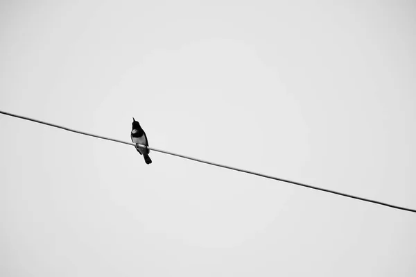 Oiseau Sur Les Fils Noir Blanc — Photo