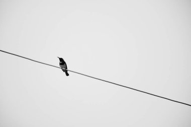 Telleri siyah ve beyaz bir kuş