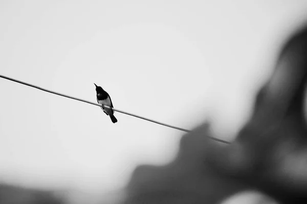 Pássaro Nos Fios Preto Branco — Fotografia de Stock