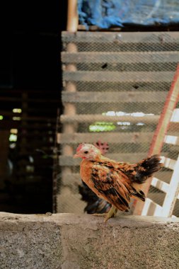Şirin ve güzel cüce tavuk çiftliğinde