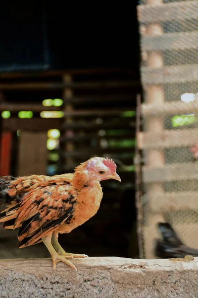 Cute Dan Indah Ayam Kerdil Peternakan — Stok Foto