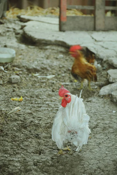 Şirin Güzel Tavuk Çiftliğinde — Stok fotoğraf