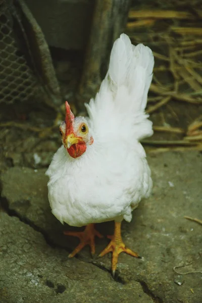 Leuke Mooie Van Kip Farm — Stockfoto