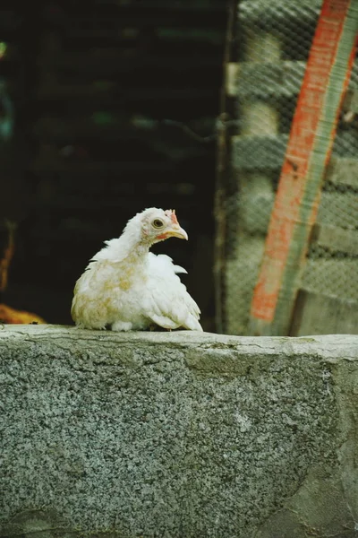 Şirin Güzel Tavuk Çiftliğinde — Stok fotoğraf