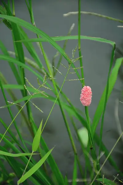 運河のピンクの卵の殻 — ストック写真
