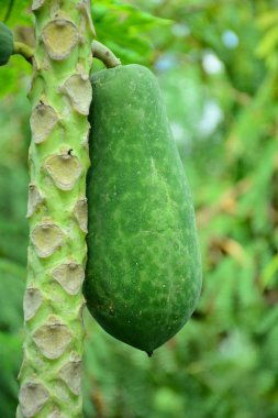 Taze yeşil papaya meyve ağacı üzerinde