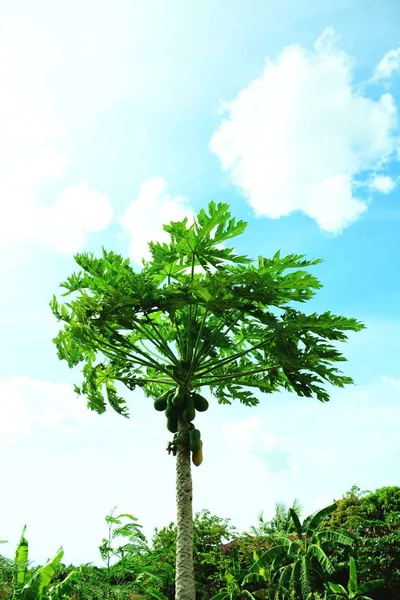 Verse Groene Papaja Vrucht Aan Boom — Stockfoto