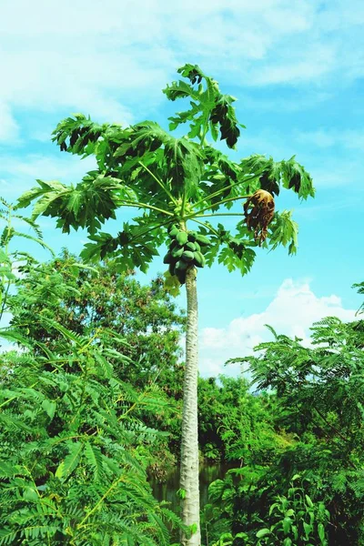 Verse Groene Papaja Vrucht Aan Boom — Stockfoto