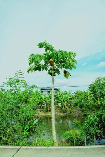 Buah Pepaya Hijau Segar Pohon — Stok Foto