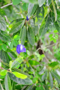 Mor çiçek ağaç üzerinde çiçek açması