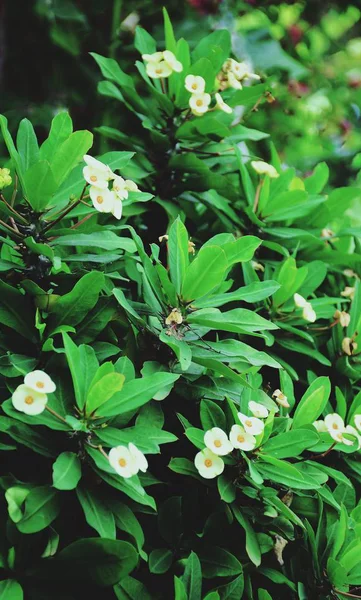 Sian Kwiaty Kwitnące Tle Zielonych Liści Ogrodzie — Zdjęcie stockowe