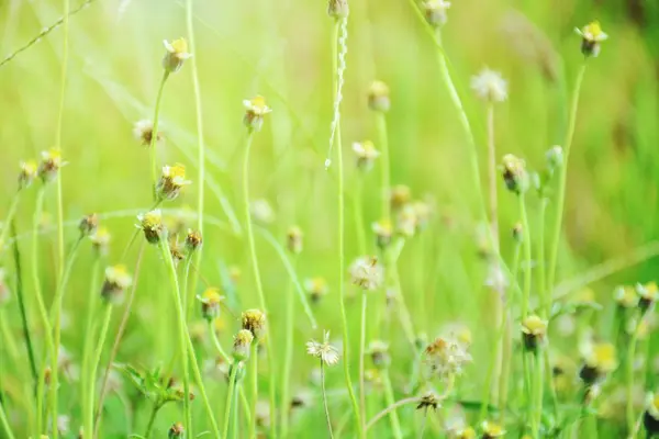 Florile Sălbatice Înfloresc Câmp — Fotografie, imagine de stoc