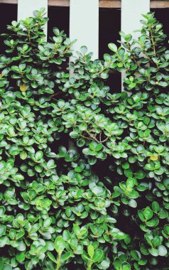 Beyaz çit arka plan ile süs bitkileri, yeşil yaprakları