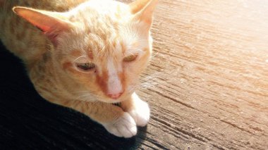 Güneş ışığı arka plan ile bir beton zemin üzerinde oturan bir kedi