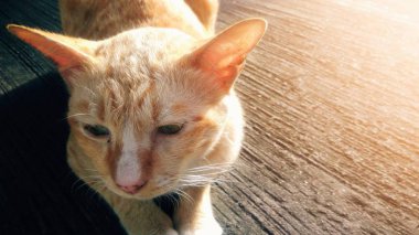 Güneş ışığı arka plan ile bir beton zemin üzerinde oturan bir kedi