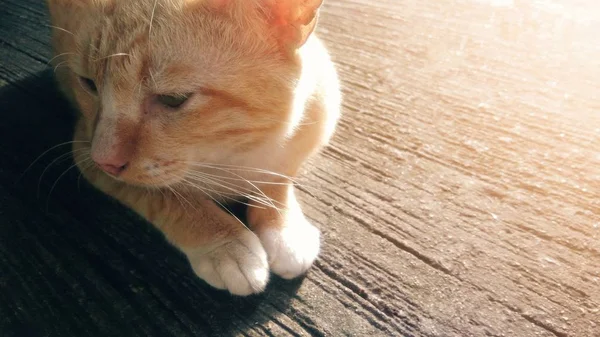 日光の背景を持つコンクリートの床の上に座って猫 — ストック写真