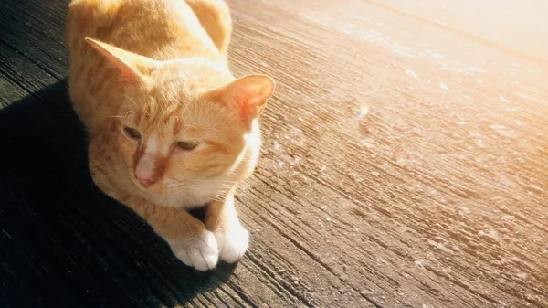 一只猫坐在有阳光背景的水泥地板上 — 图库照片