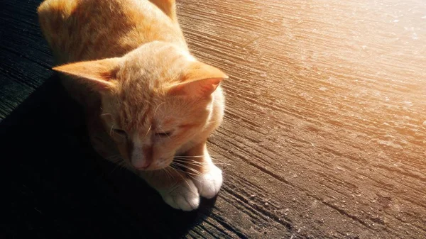 Eine Katze Die Auf Einem Betonboden Mit Sonnenlicht Sitzt — Stockfoto
