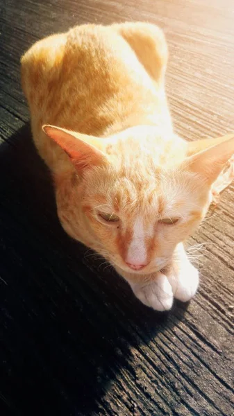 Chat Assis Sur Sol Béton Avec Fond Ensoleillé — Photo