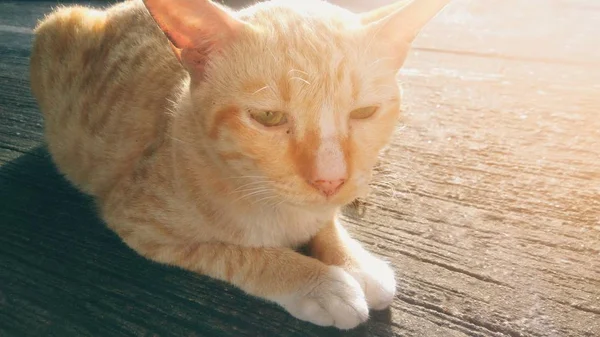 Gato Sentado Suelo Hormigón Con Fondo Luz Solar —  Fotos de Stock