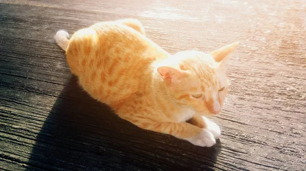 Gato Sentado Suelo Hormigón Con Fondo Luz Solar —  Fotos de Stock