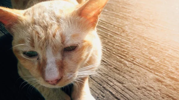 Gatto Seduto Pavimento Cemento Con Sfondo Luce Solare — Foto Stock