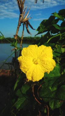 Sebze araziler kabak çiçek çiçeklenme