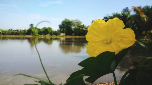 Kürbisblumen Blühen Auf Gemüsebeeten — Stockfoto