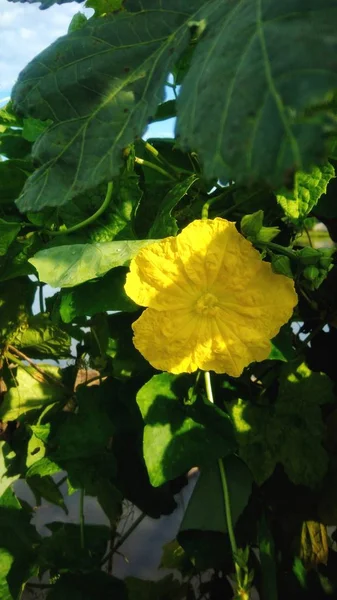 Pompoen Bloemen Zijn Bloeiende Plantaardige Percelen — Stockfoto