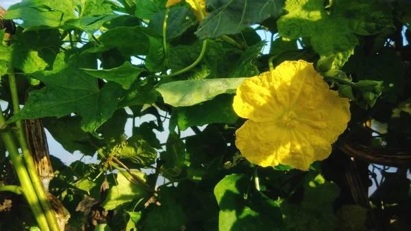 Bunga Labu Yang Mekar Plot Sayuran Stok Foto Bebas Royalti