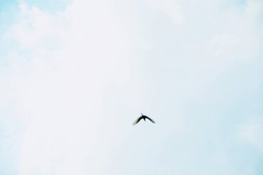 Kuşlar havada uçuyor