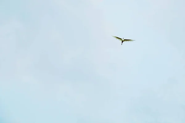 Les Oiseaux Volent Dans Les Airs — Photo