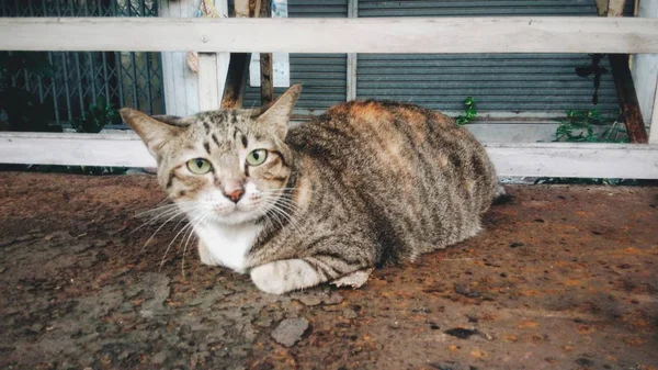Кошка Смотрит Камеру Ржавом Металле — стоковое фото