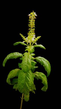 Siyah arka plan ile taze fesleğen