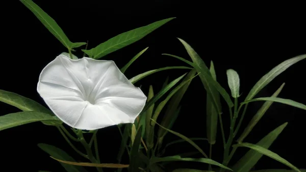 Morning Glory Bloem Bloeien Met Zwarte Achtergrond Stockfoto