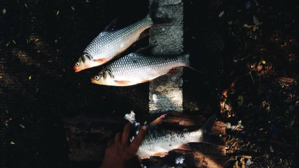 Свіжа Риба Буде Розбиратися Бетонній Підлозі — стокове фото