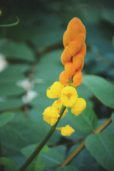 Gele Wildflower Bloeien Het Bos — Stockfoto
