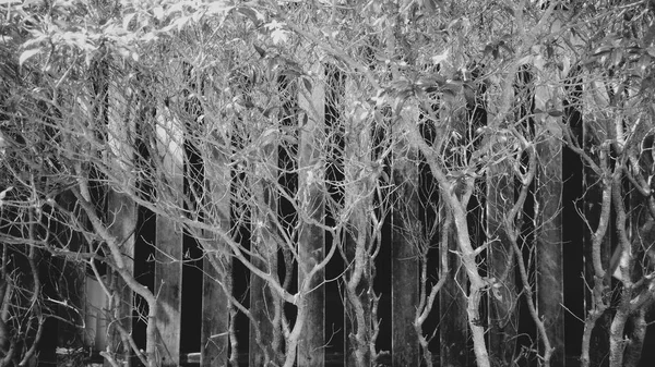 Plantas Con Valla Fondo Blanco Negro — Foto de Stock