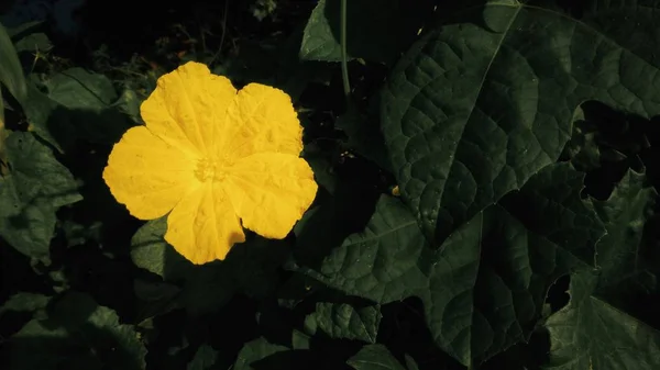 Pompoen Bloemen Bloeien Achtertuin — Stockfoto